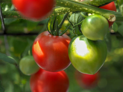 MYLAWN tomato Seed(100 per packet)