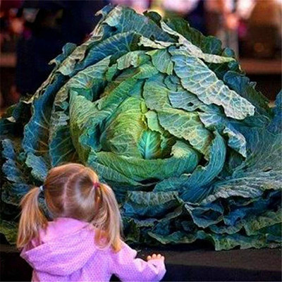 CYBEXIS Russian Cabbage Seeds 2000 Seeds Seed(2000 per packet)