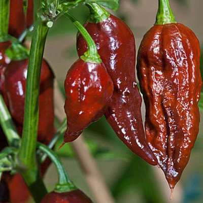ibains Naga king chilli seeds Seed(110 per packet)