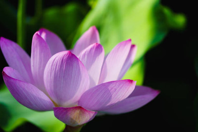 ginnienterpris lotus,kamal gatta Seed(15 per packet)