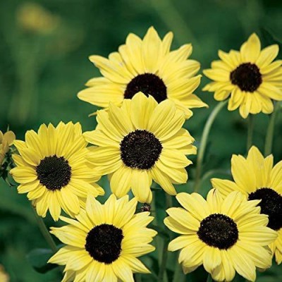 CYBEXIS VVI-72 - Soluna Lemon Yellow Sunflower - (150 Seeds) Seed(150 per packet)