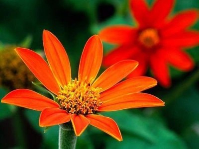 VibeX XLL-18 - Daisy Hardy - (540 Seeds) Seed(540 per packet)