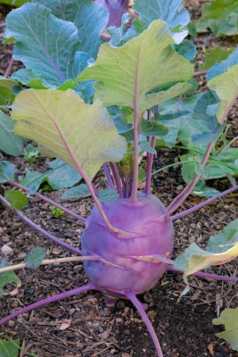 BISWAS Kohlrabi Vegetable Seeds, Kohl Rabi Seeds, KNOL Khol, Vienna Seeds, Ganth Gobhi Seed(100 per packet)