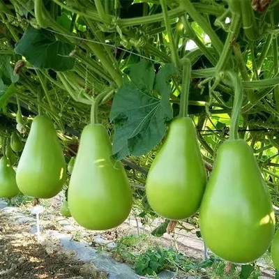 Cloud Farm Round Kaddu Seeds - 15 Per Packet for Delicious and Nutritious Home Cooking Seed(15 per packet)