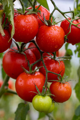 clause tomato Seed(145 per packet)
