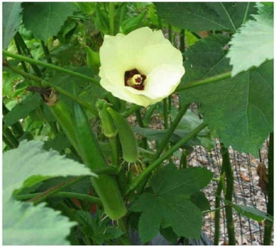 WILLVINE Okra Clemson SPINELESS Seeds-[250 Seeds] Seed(250 per packet)
