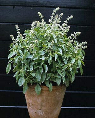 WILLVINE LX-63 Lemon Sweet Basil Herb Seeds Seed(2000 per packet)