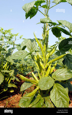 XOLDAA CLUSTER BEANS SEEDS Seed(25 per packet)