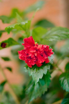 XOLDAA BALSAM FLOWER SEEDS Seed(30 per packet)