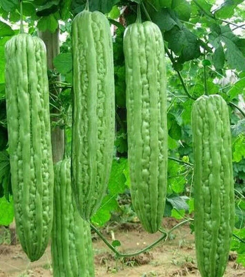 Oliver F1 BEST QUALITY BITTER GOURD SEEDS Seed(28 per packet)