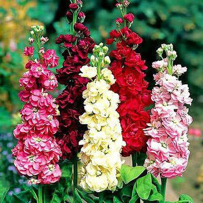 KANAYA Stock Matthiola F1 Hyybrid Flower Seed(28 per packet)