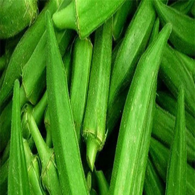 Quentova Spineless Okra Seeds-LXI-3X Seed(150 per packet)