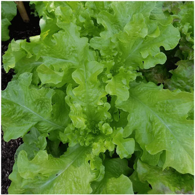 Qualtivate PUAS-8A Salad Bowl Lettuce Seeds Seed(300 per packet)