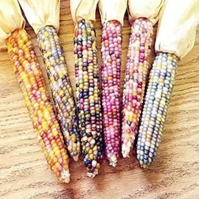 MAA Rainbow Corn, Corn Seed(28 per packet)