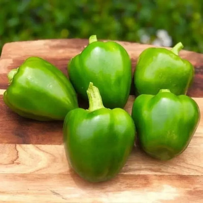 MAA Capsicum Green, Bell Pepper Seed(49 per packet)