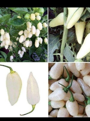 KNESSiN White Habanero Chilli Pepper Seed(1250 per packet)