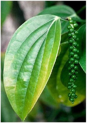 CYBEXIS Black Pepper (Piper nigrum) Seeds 2400 Seeds Seed(2400 per packet)