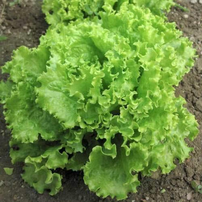 Arshiayat Lettuce Seeds for Home Garden Seed(45 per packet)