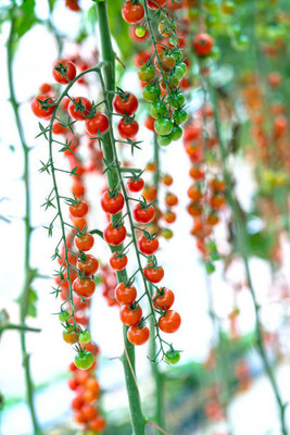 salven tomato Seed(135 per packet)