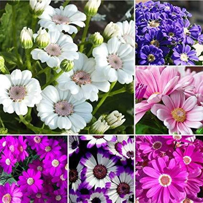 Lorvox Cineraria Seed(60 per packet)