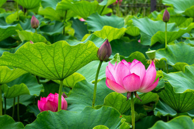 Rawmest lotus,kamal gatta Seed(10 per packet)