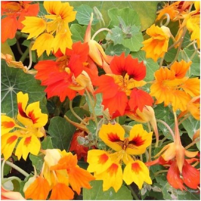 CYBEXIS Nasturtium - Phoenix Seed(50 per packet)