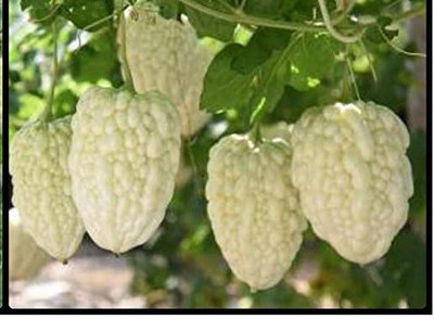 WILLVINE GUA-397 WHITE BITTER GOURD SEEDS Seed(50 per packet)