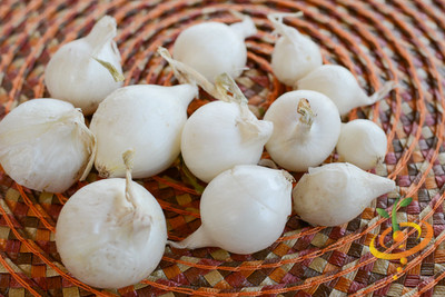 XOLDA Organic Onion white Seed(15 per packet)