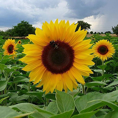 Pbevergreen sunflower seeds/sunflower seeds for planting 16 Seed(16 per packet)