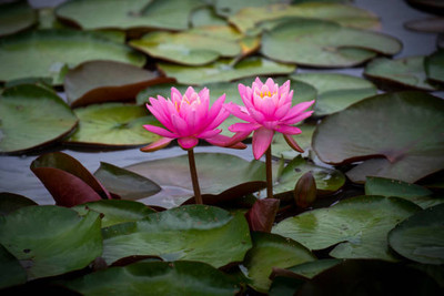 VERDOR lotus,kamal gatta Seed(11 per packet)