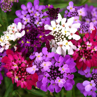 CEZIUS Candytuft Seeds (Dwarf) - Fairy Mix Seed(100 per packet)