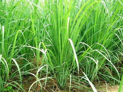 Aywal Lemon Grass Seeds Cochin Grass Seed(115 per packet)