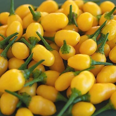 KNESSiN Yellow Chilli Pepper,Variety-{800 Seeds} Seed(800 per packet)