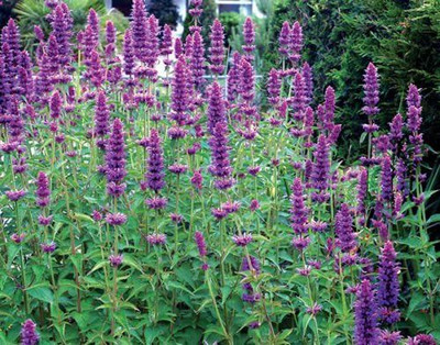 CYBEXIS VXI-36 - Anise Hyssop Mint Licorice Lavender - (2250 Seeds) Seed(2250 per packet)