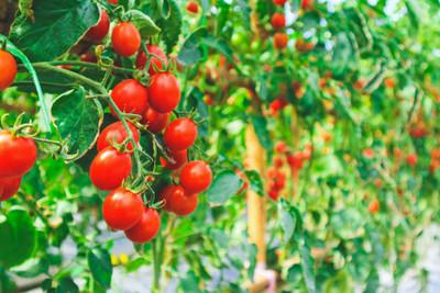 JDE tomato Seed(30 per packet)