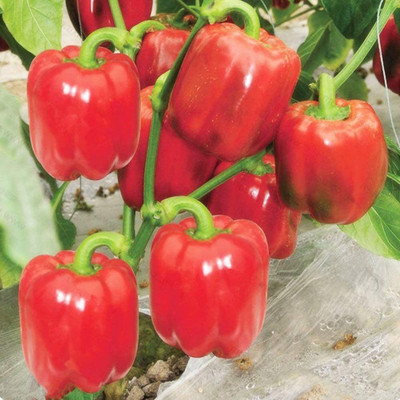 CYBEXIS Red Capsicum Seeds1200 Seeds Seed(1200 per packet)