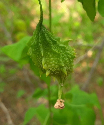 KNESSiN MITHI PAVAKAI, CHINNA PAVAKAI BITTER GOURD-{400 Seeds} Seed(400 per packet)
