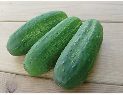Quentova Cucumber Stonewall F1 Seed-NST-22L Seed(200 per packet)