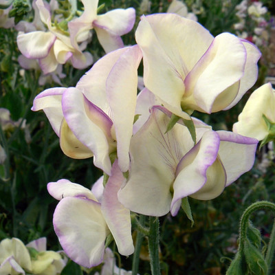 Quentova Sweet Pea 'High Scent'-HUA-66F Seed(20 per packet)