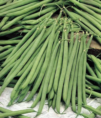 Cloud Farm New beans seeds/beans seeds 31 Seed(31 per packet)