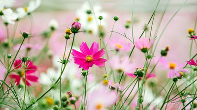 Quentova Cosmos Mix Seed(100 per packet)