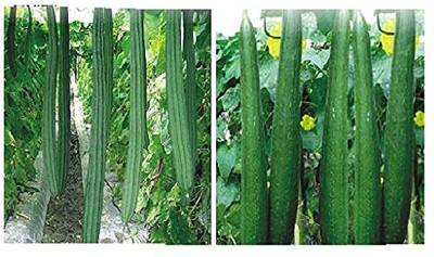 VibeX Ridge Gourd & Sponge Gourd Vegetable Combo[10 Gms, 50 Seeds] Seed(50 per packet)