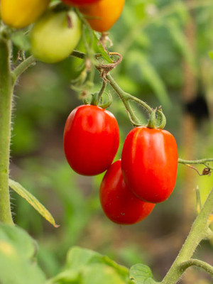 usdeepar retrail tomato Seed(110 per packet)