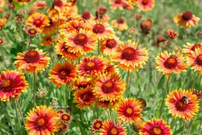 Quentova Gaillardia ‘Oranges and Lemons’ Seed(40 per packet)