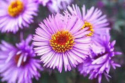 nizex Aster flower seed mixed beautifull flower seed b77 Seed(75 per packet)