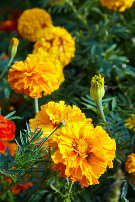 ME Traders marigold/gende ka phool flower seeds Seed(50 per packet)