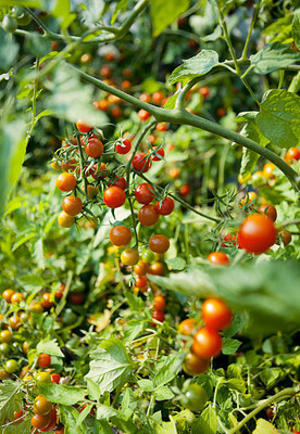 WHYGI tomato Seed(120 per packet)
