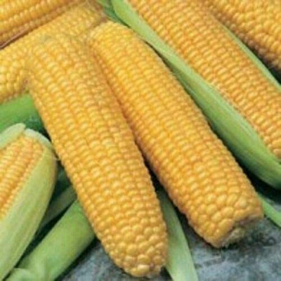 CYBEXIS Seeds of Sweetcorn F1 Incredible2000 Seeds Seed(2000 per packet)