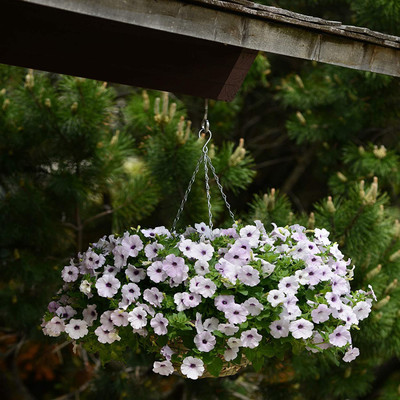 CYBEXIS XL-12 - Easy Wave Spreading Petunia Silver Flower - (60 Seeds) Seed(60 per packet)