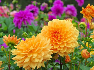 DIVINE ®EF- Mixed Color and Hybrid Flower Seeds -0A680 Seed(60 per packet)